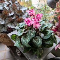 シクラメン,ダリア,ビワ,フウセントウワタ,ホトトギスの画像