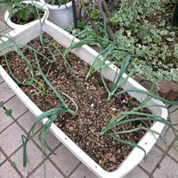 ニラ,玉ねぎ,ニンニク,小ネギ,ホーム玉ねぎの画像