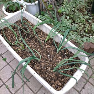 ニラ,玉ねぎ,ニンニク,小ネギ,ホーム玉ねぎの画像