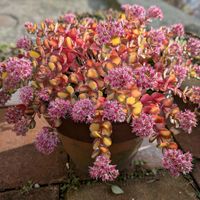 ミセバヤ,大文字草,多肉植物,多肉大好き,癒しの画像