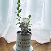 多肉,蒼い真珠,カランコエ 属,出窓の画像