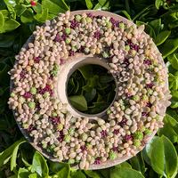 セダム,ベビーサンローズ,姫秋麗,パリダム,ピンキーの画像