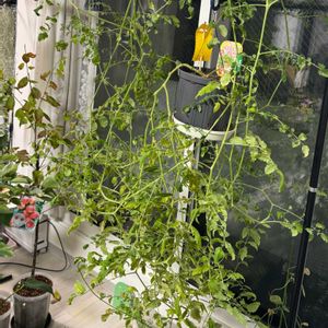 ミニトマトの画像