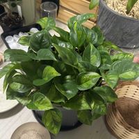 ポトス,ポトス　グローバルグリーンの画像