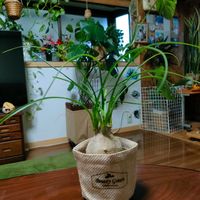 トックリラン(ポニーテール),ガーデニング,ポニーテール,花のある暮らし,リビング・ダイニングの画像