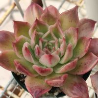 姫秋麗,多肉植物いろいろ, レディジア,シンデレラhyb,多肉植物の画像