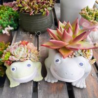 仕立て直し,カエル,紅葉多肉,タニラー,ベランダの画像