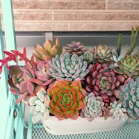 寄せ植え,多肉植物,多肉寄せ植え,可愛い,多肉植物とサボテンの画像