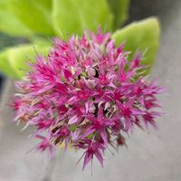 多肉植物,ベランダの花の画像