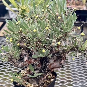 オトンナ トリプリネルビア,オトンナ・ユーフォルビオイデス,オトンナ クレムノフィラ,オトンナ・レトロフラクタ,オトンナ属の画像