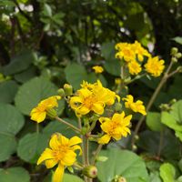 クフェア,ツワブキ,ラッカセイ,ランチ,２０２０年５月同期の画像