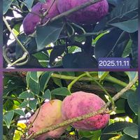 ムベ,豊橋,今日のお花,平和を願うの画像