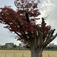 シンボルツリー,紅葉（こうよう）,正岡子規,木曜日は木,弥生時代の画像