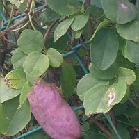 アケビ,あけび,散歩,マイガーデン,お散歩の画像