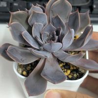 エケベリア アフィニス,エケベリア属,多肉初心者,多肉植物とサボテン,室内管理の画像