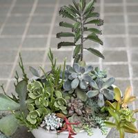 寄せ植え,多肉植物,多肉植物寄せ植え,多肉の寄せ植え,多肉植物のある暮らしの画像