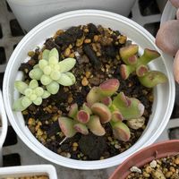 ゴーラム,ビアーポップ,多肉植物,花のある暮らし,葉挿しっ子の画像