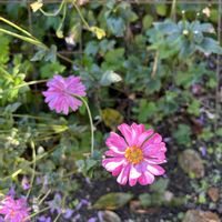 ウインターコスモス,サフラン,糸葉春車菊。,シュウメイギク（秋明菊）の画像