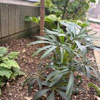 ミツマタ,クリスマスローズ フェチダス,明るい日陰,リビング前の庭,T-Gardenの画像