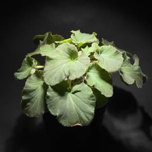 ペラルゴニウム,ペラルゴニウム トリアンドラム,塊根植物,ペラルゴニウム属,お目覚めの画像