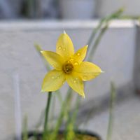 スイセン,水仙,原種系 スイセン,球根,球根植物の画像