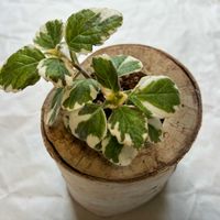 プレクトランサス,リビング・ダイニングの画像