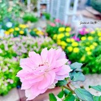 ジニア,バラ,薔薇,ポンポン咲きマム,バラ、薔薇、ばらの画像