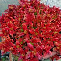 紅葉祭り,紅葉祭り,愛星,愛星,多肉植物の画像