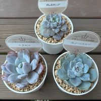 スノーバニー,スノーバニー,トラムソ,トラムソ,ドレスキングの画像