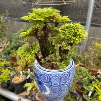 イワヒバ,シダ,斑入り,鉢植え,シダ植物の画像