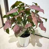 シンゴニウム,観葉植物,鉢植え,ガーデニング,リビングの画像