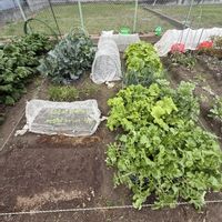 玉ねぎ,大根,春菊,ブロッコリー,九条ネギの画像