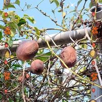 ムベ,ムベの実,むべ（郁子、野木瓜）,ムベ(郁子),果実の画像