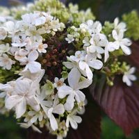 オオデマリ,花散歩,季節外れ,ご近所散歩,季節外れの花の画像