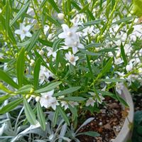 サザンクロス,かわいい,可愛い,白い花,癒しの画像