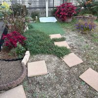 コリウス,タイム,植え替え,花壇の画像