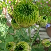 キク,ローダンセマム,ミニバラ,鉢植え,地植えの画像