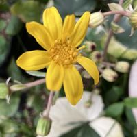 ヘチマ,菊芋,ツワブキ(石蕗),黄色い金曜日の画像