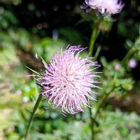 アザミ,ハチジョウアザミ,山野草,ピンクの花,キク科の画像