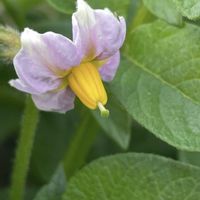 カリブラコア,ジャガイモ,ダチュラ,エンゼルトランペット,ハナナスの画像