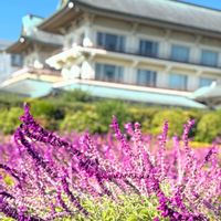 アンゲロニア,アメジストセージ,ノットガーデン,ピンク色の花,紫色の花の画像