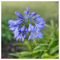 アガパンサス,ジャガイモ,花のある暮らし,咲いてくれてありがとう❤,今日のお花の画像