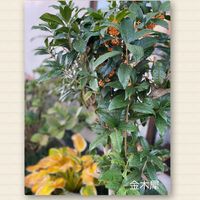 キンモクセイ,金木犀,北側の植栽の画像