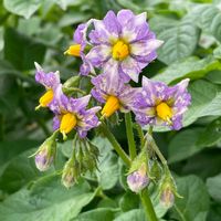 ジャガイモ,ジャガイモ,ドウダンツツジ,野菜,サラサドウダンの画像