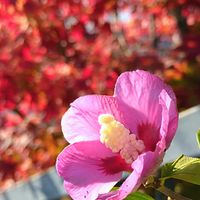 ムクゲ,通勤途中,ほんわか♥️ほんのり,花咲く乙女たち♡の画像