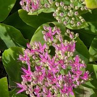 赤紫蘇,オオベンケイソウ,多肉植物,近所散歩,金曜日の蕾たちの画像