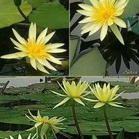 熱帯スイレン,熱帯スイレン,温室,花のある暮らし,草津市立水生植物公園みずの森の画像