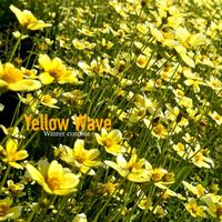 ウインターコスモス,ビデンス,キクザキセンダングサ,花のある暮らし,緑のある暮らしの画像