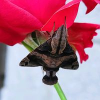 チェリーセージ,バラ,バラ 鉢植え,花と虫,秋バラの画像