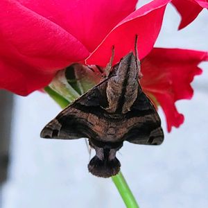 チェリーセージ,バラ,バラ 鉢植え,花と虫,秋バラの画像